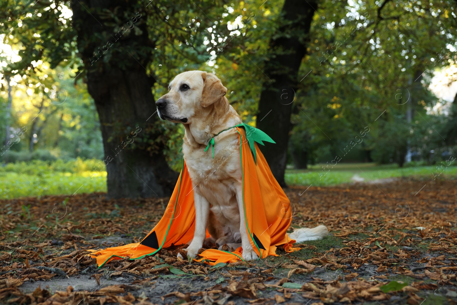 Photo of Cute Labrador Retriever dog wearing Halloween costume sitting in autumn park