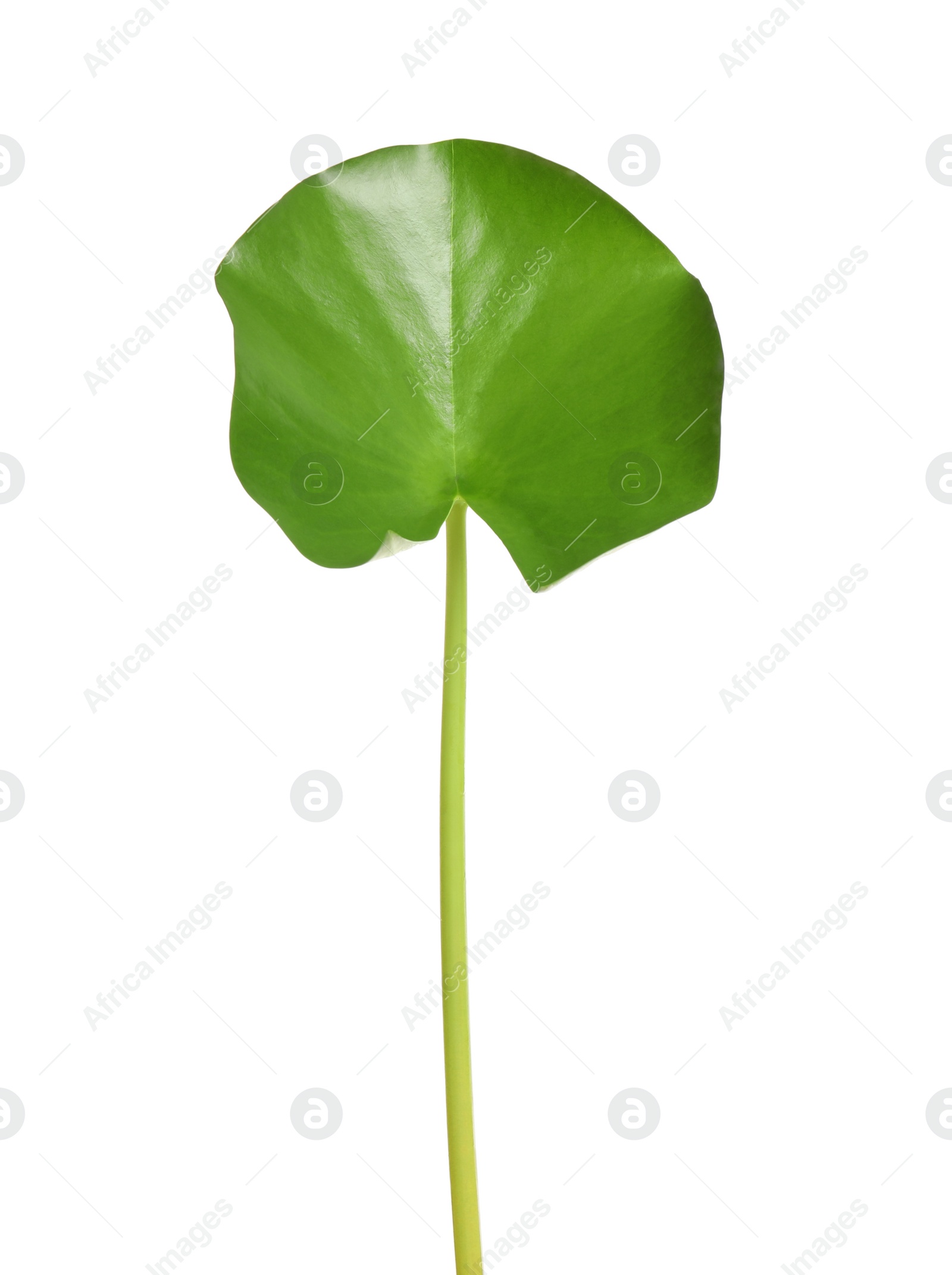Photo of Beautiful green lotus leaf isolated on white