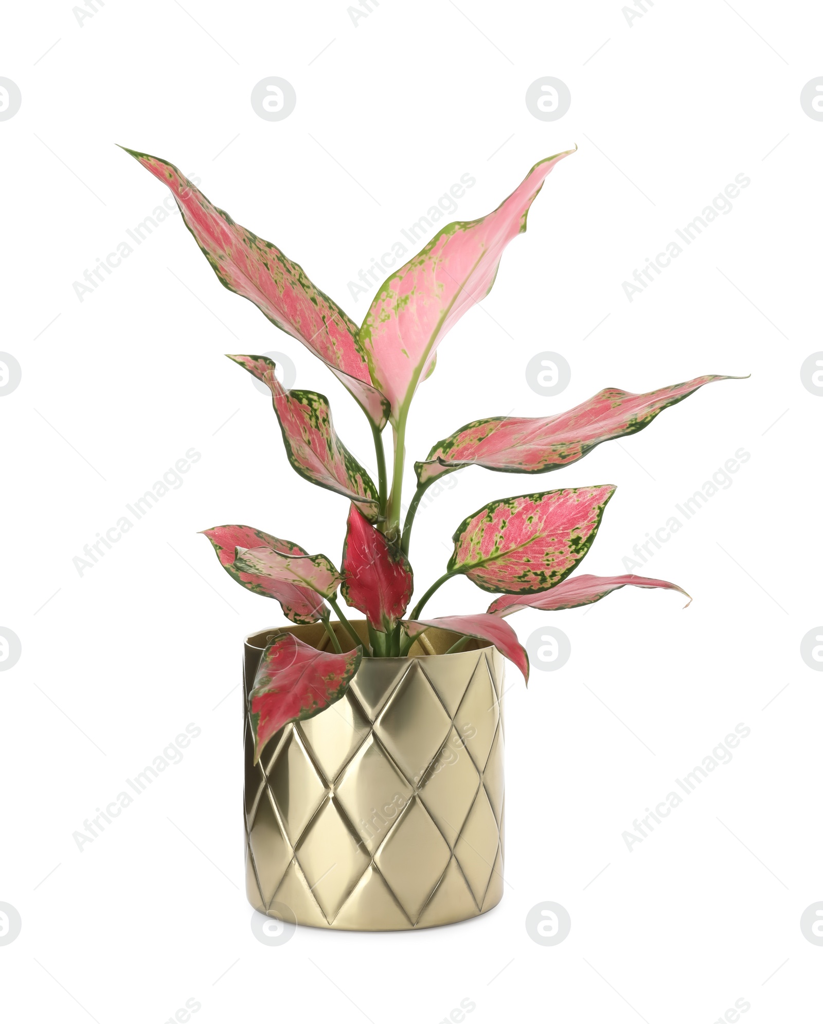 Photo of Beautiful Aglaonema plant in flowerpot isolated on white. House decor