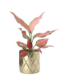 Beautiful Aglaonema plant in flowerpot isolated on white. House decor