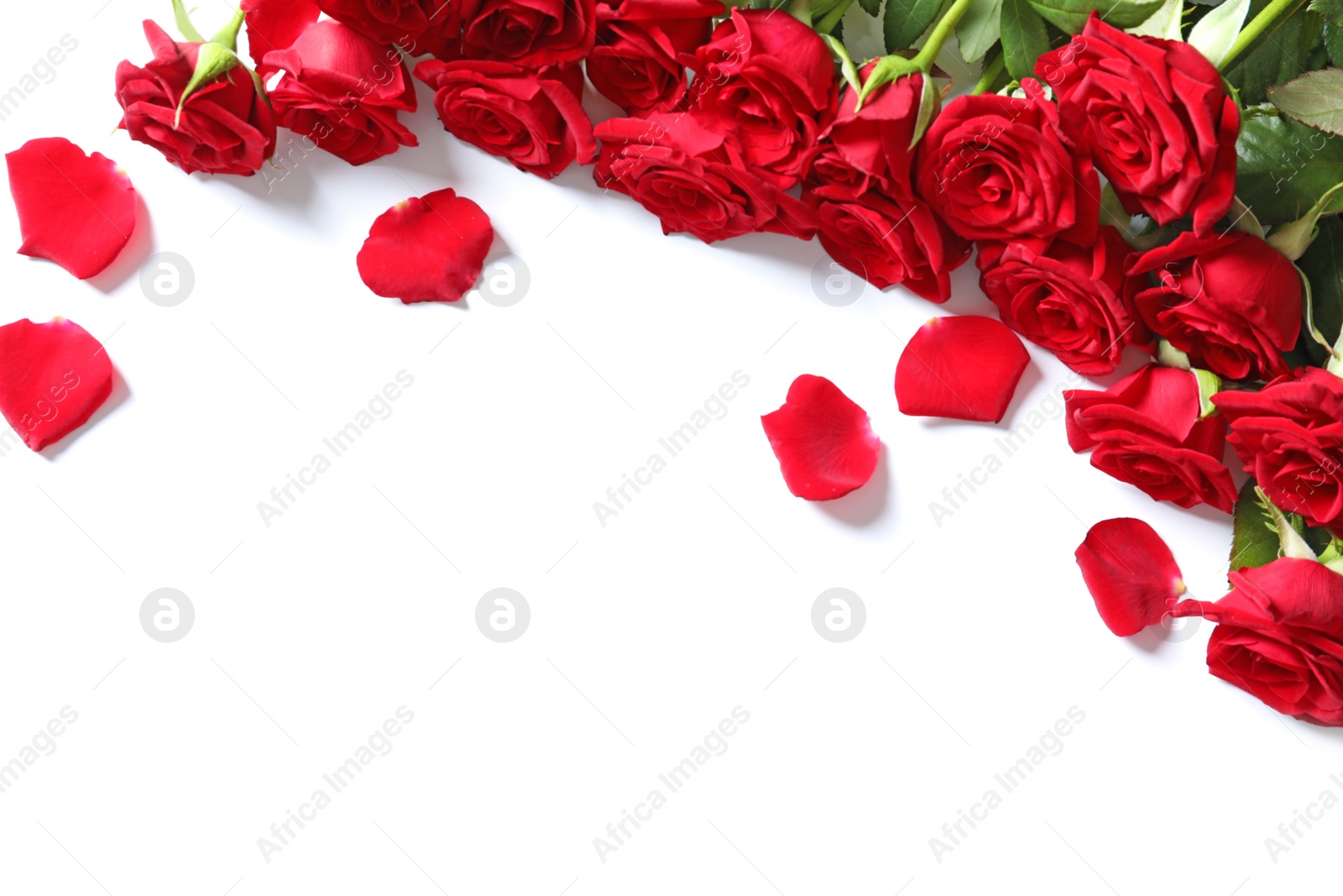 Photo of Beautiful red rose flowers on white background