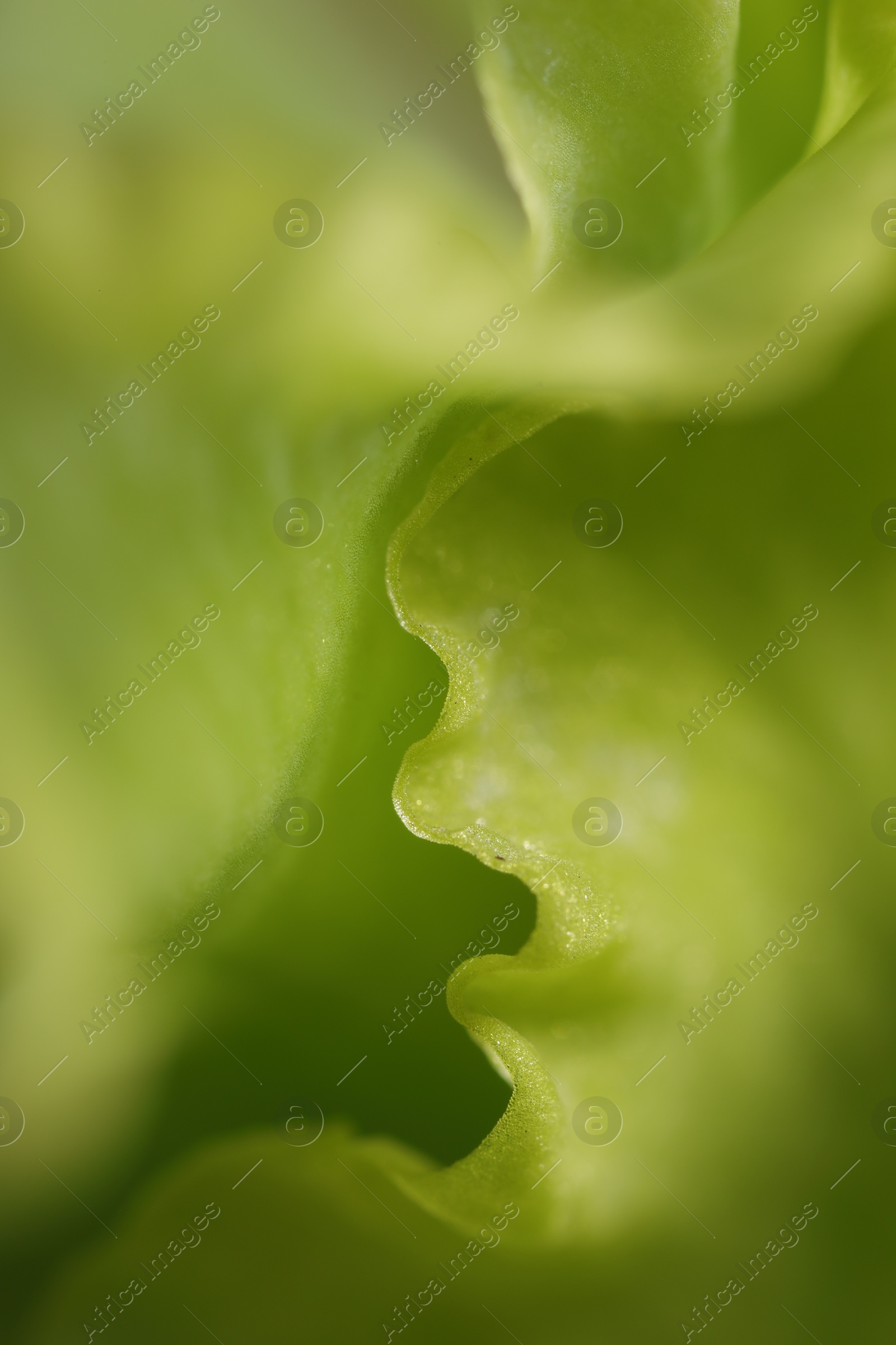 Photo of Beautiful light green Gladiolus flower as background, macro view