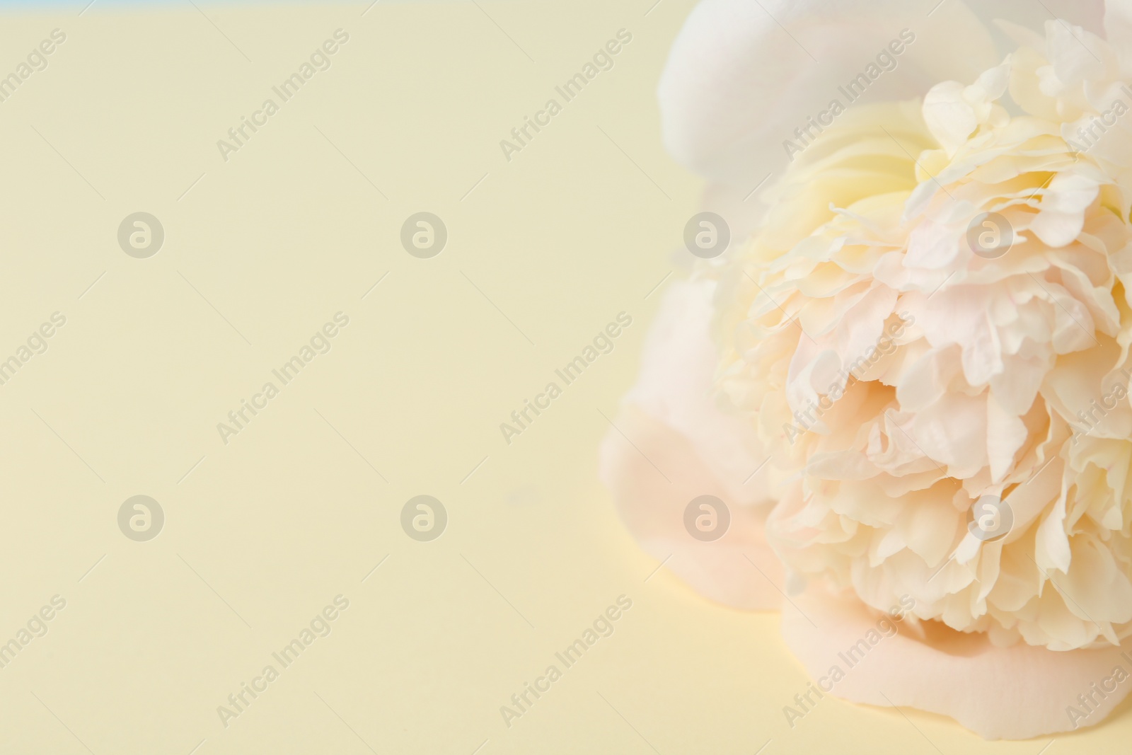 Photo of Beautiful peony flower on beige background, closeup. Space for text