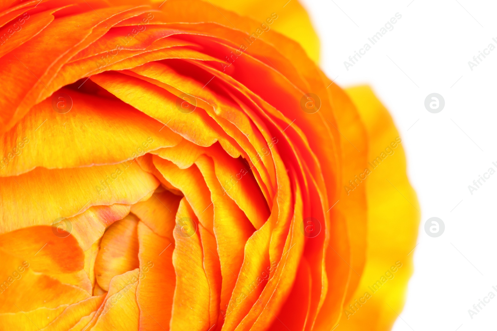 Photo of Closeup view of beautiful delicate ranunculus flower