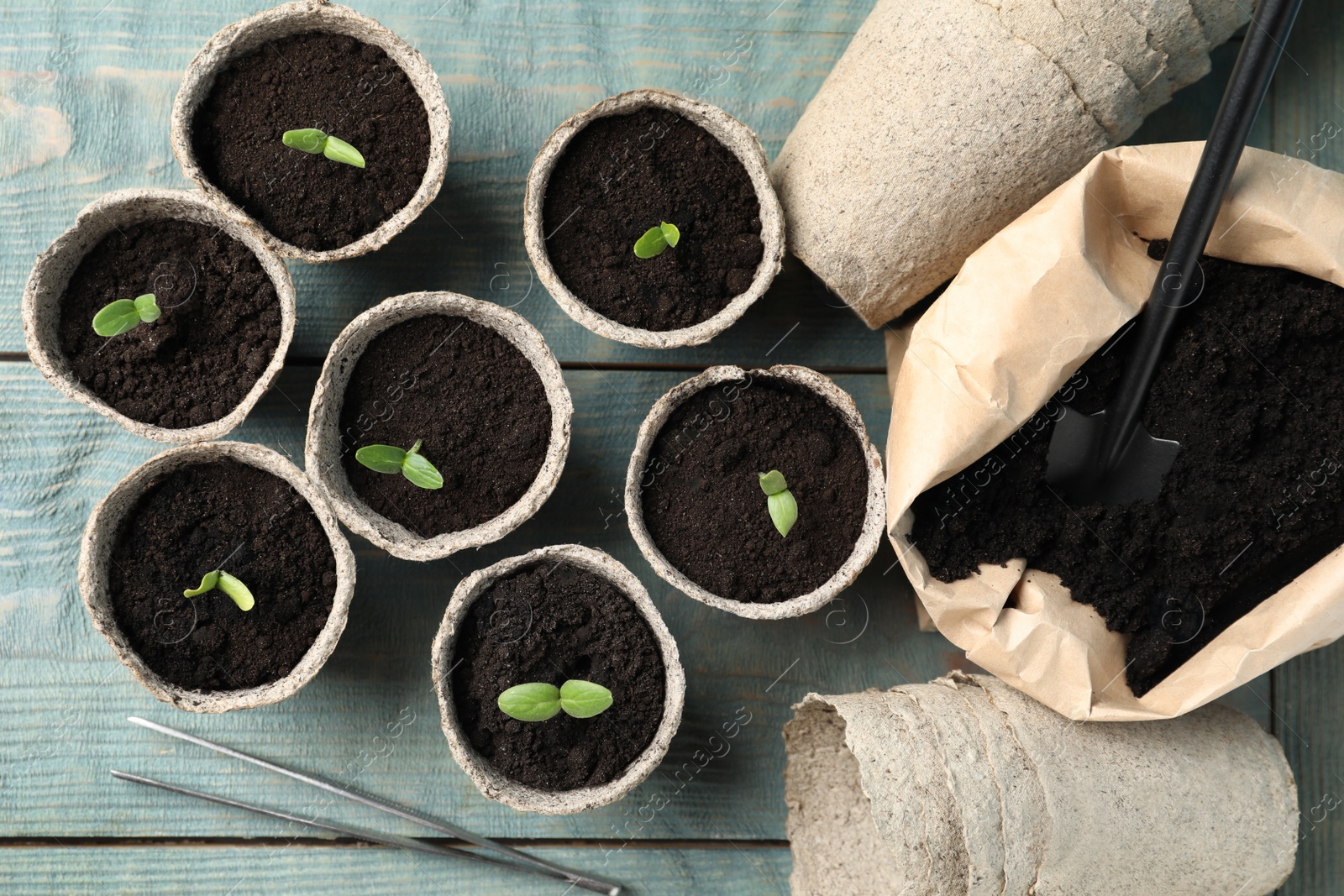 Photo of Young seedlings and sack with soil on light blue wooden table, flat lay