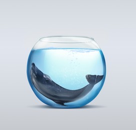 Image of Dolphin in glass aquarium on light background. Anti-Captivity Campaign