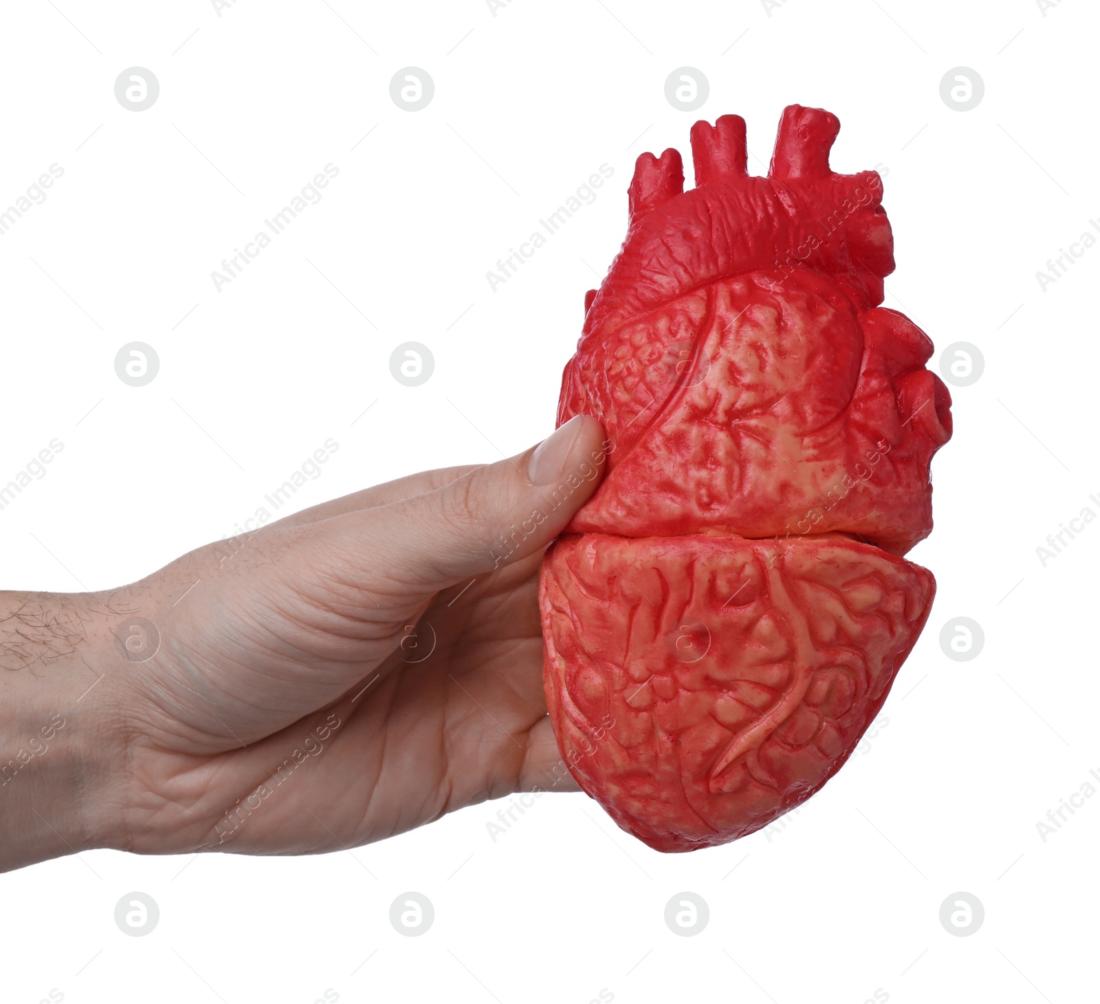 Photo of Man holding model of heart on white background, closeup. Cardiology concept