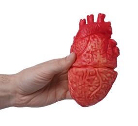 Man holding model of heart on white background, closeup. Cardiology concept