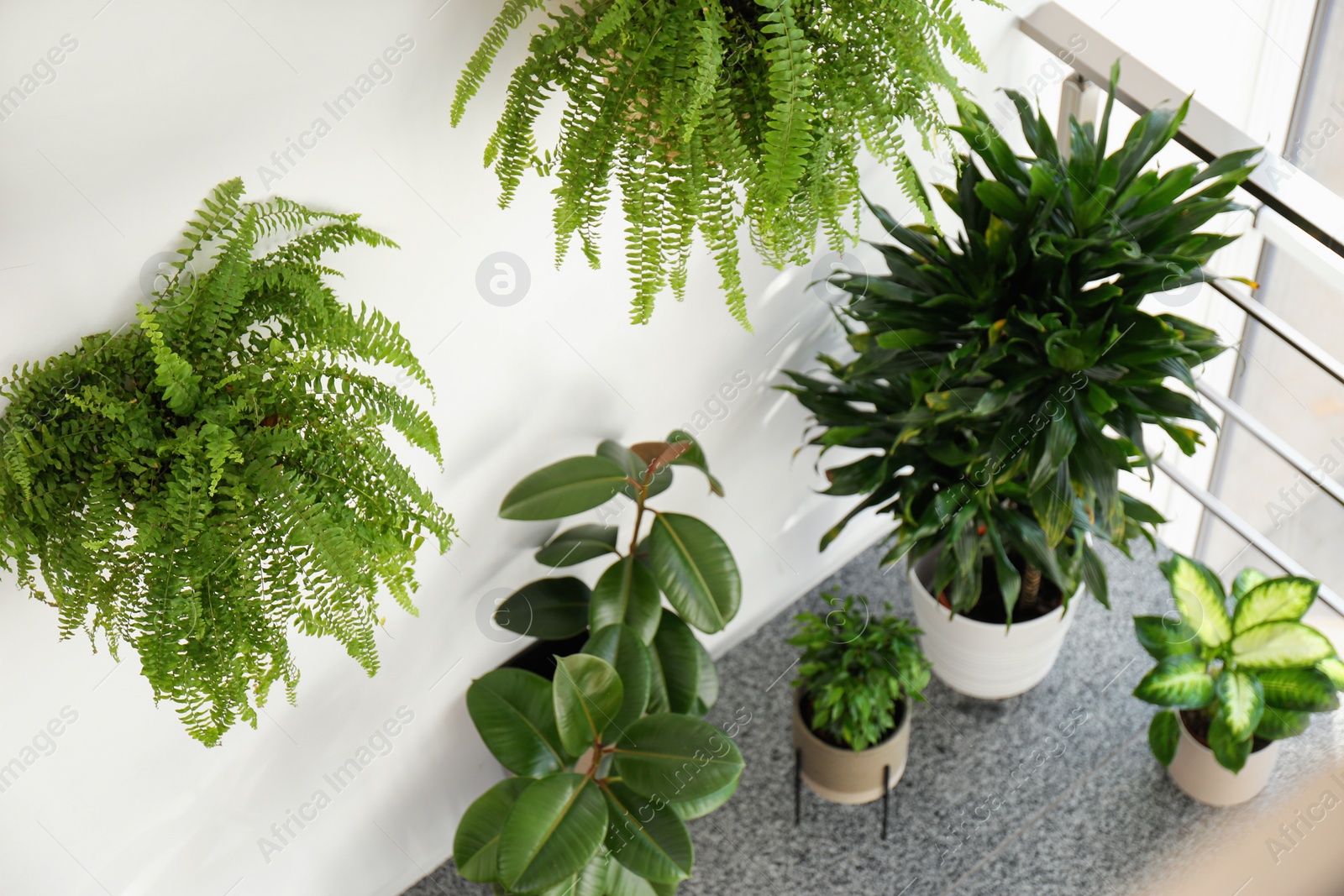 Photo of Different plants on stairs indoors, above view. Home design idea