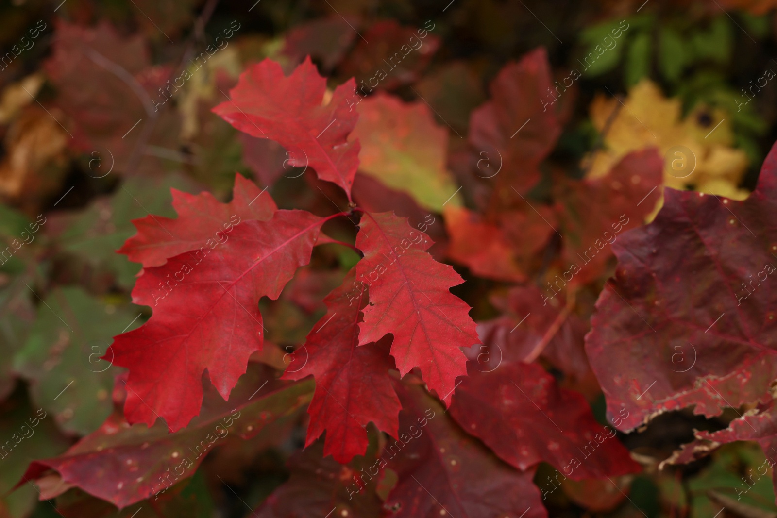Photo of Small oak tree with red leaves in autumn forest, closeup