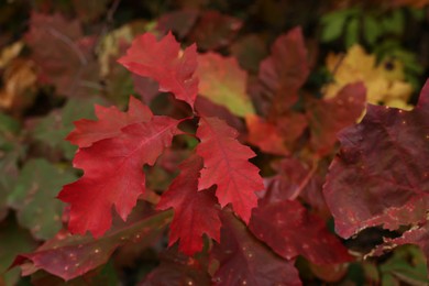 Small oak tree with red leaves in autumn forest, closeup