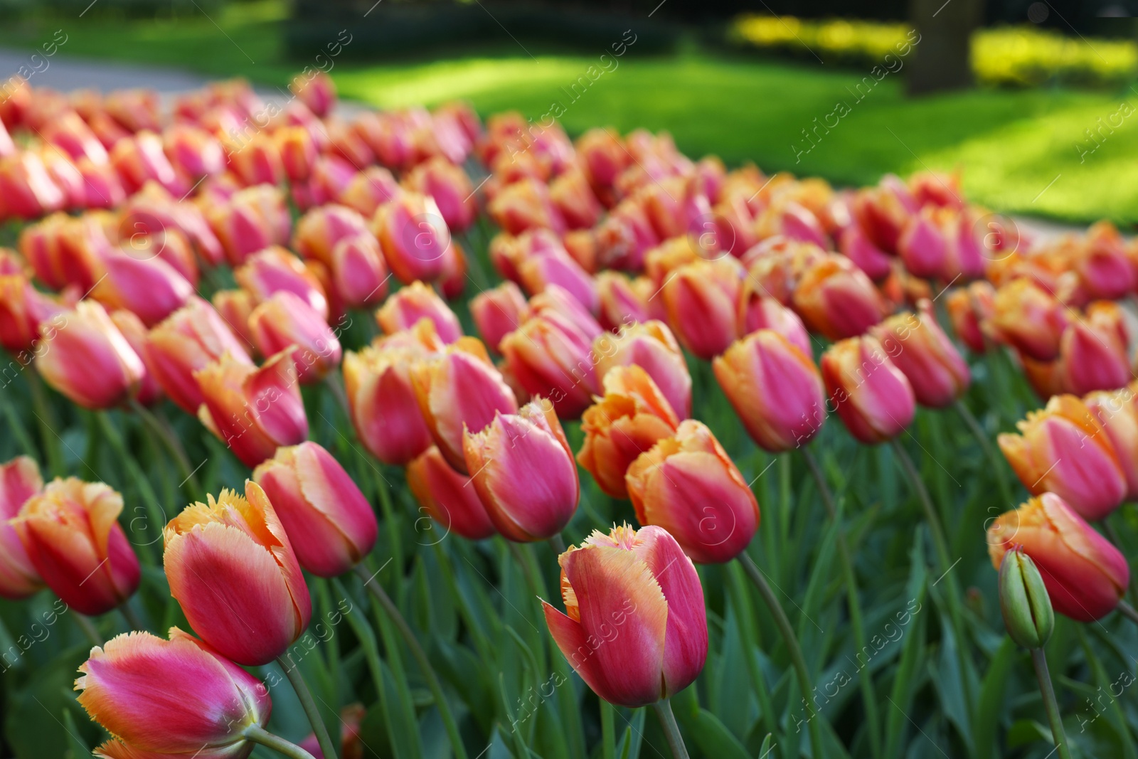 Photo of Many beautiful tulip flowers growing outdoors, closeup. Spring season