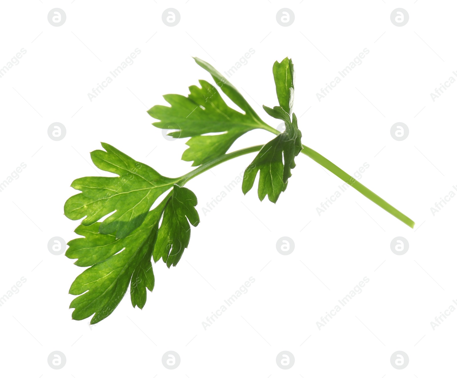 Photo of Fresh green organic parsley on white background