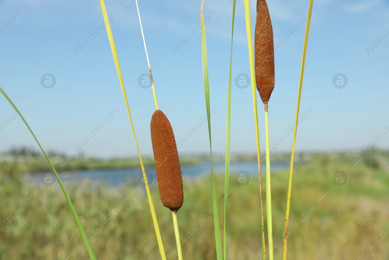 Photo of Beautiful reed plants growing outdoors on sunny day