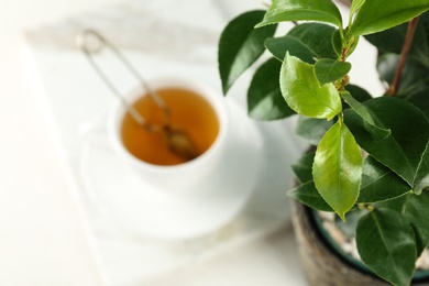 Tea shrub with green leaves on blurred background, closeup