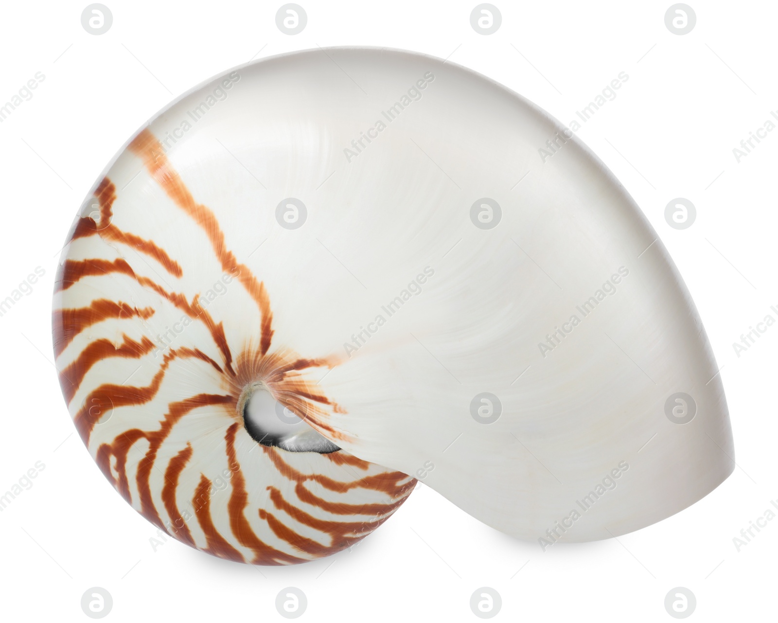 Photo of One beautiful nautilus shell isolated on white