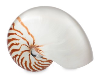 Photo of One beautiful nautilus shell isolated on white