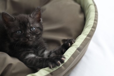 Photo of Cute fluffy kitten on pet bed indoors. Baby animal