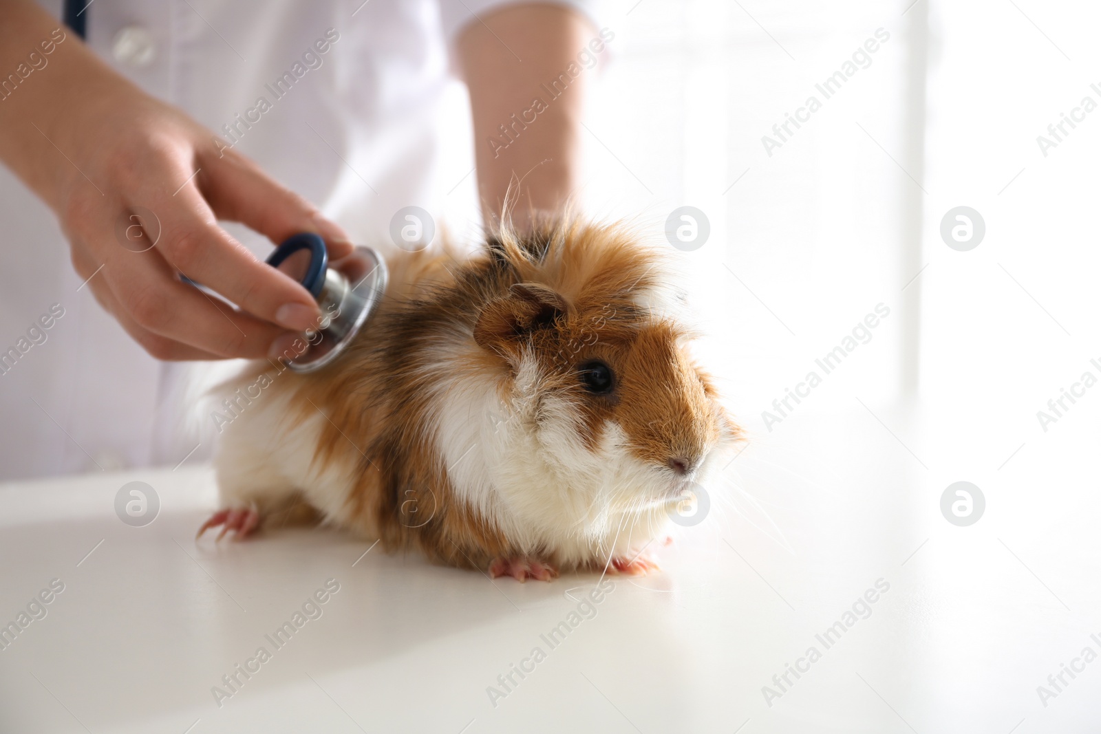 Photo of Female veterinarian examining guinea pig in clinic, closeup