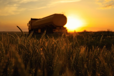 Modern truck near wheat field at sunset, selective focus