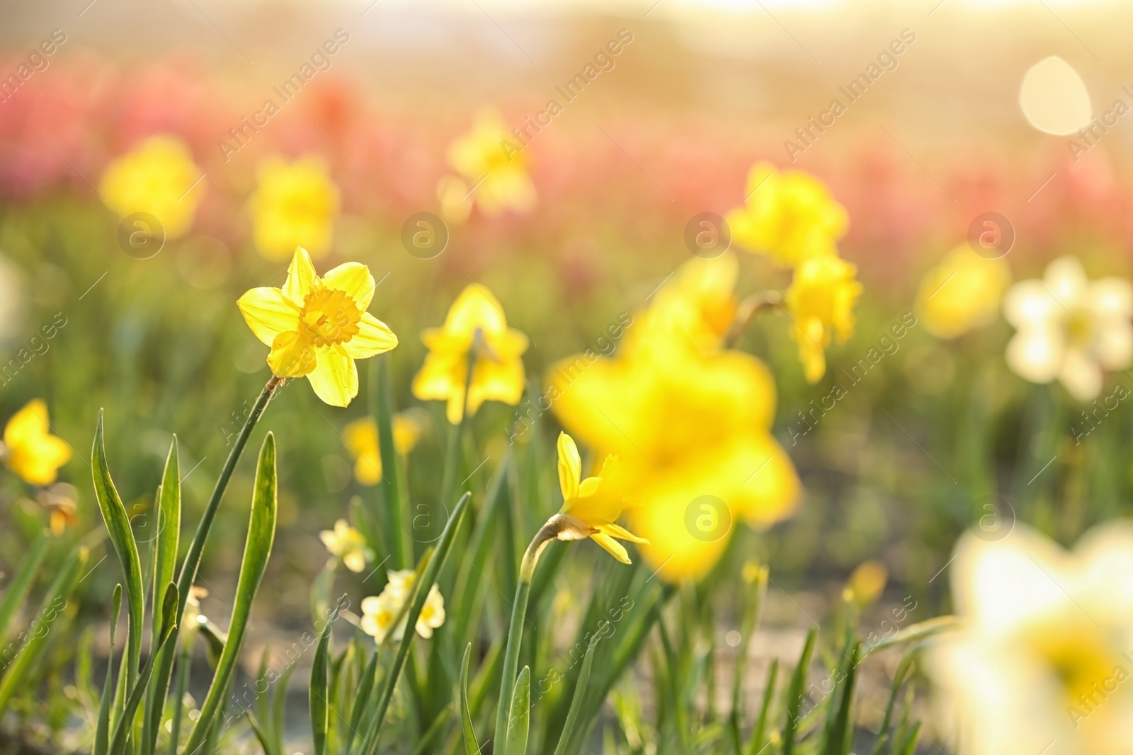 Photo of Field with fresh beautiful narcissus flowers on sunny day