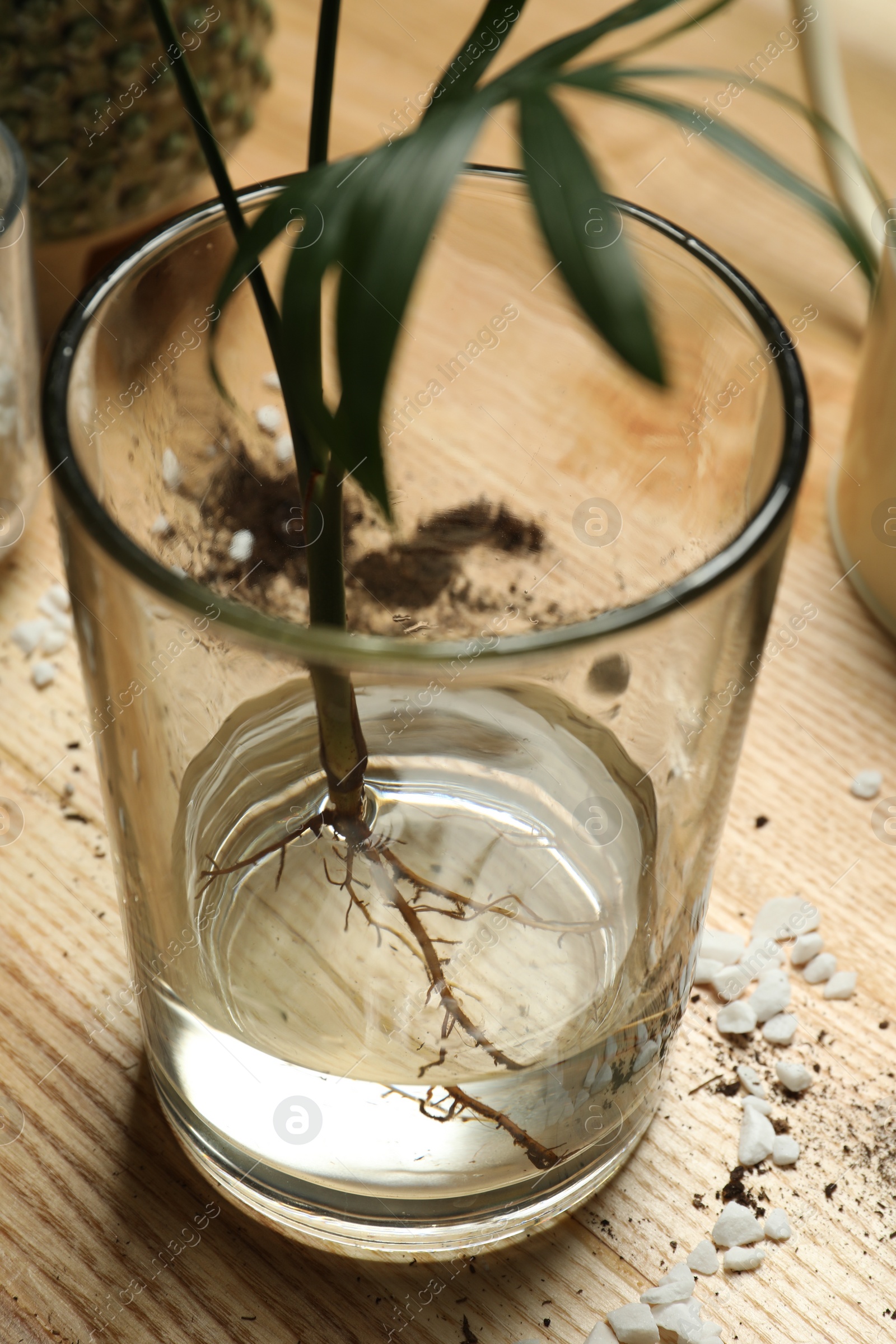 Photo of Exotic house plant in water on wooden table, closeup