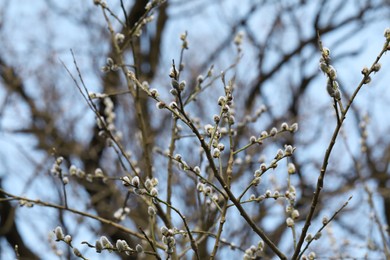 Photo of Beautiful pussy willow branches with catkins outdoors