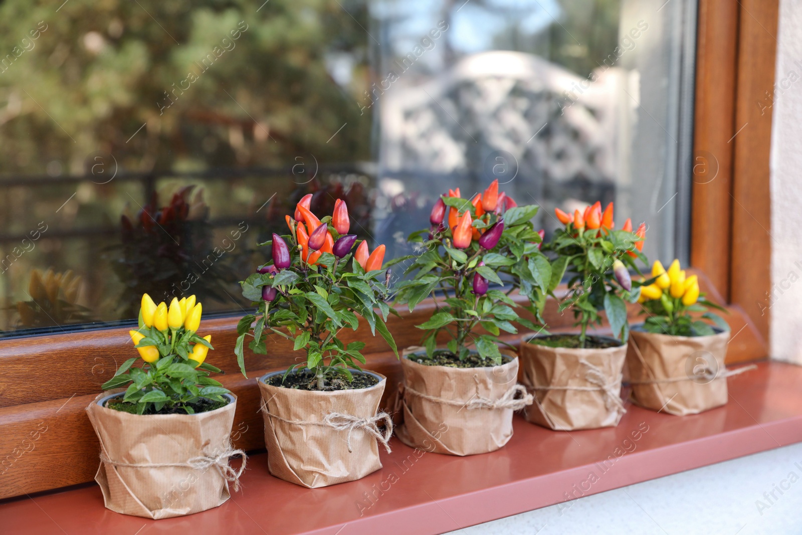 Photo of Capsicum Annuum plants. Many potted multicolor Chili Peppers near window outdoors