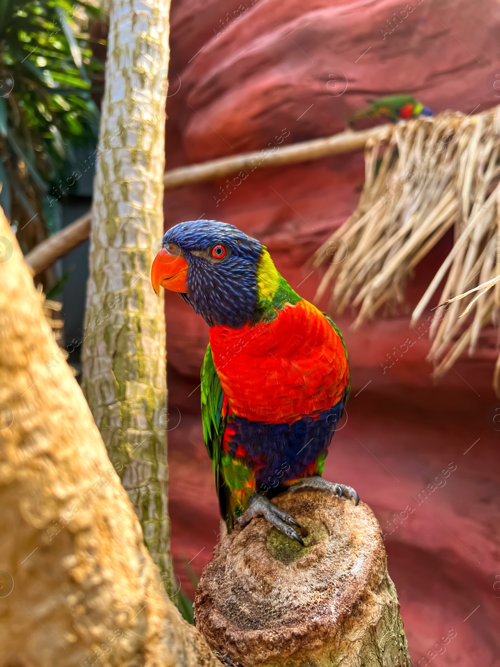 Photo of Beautiful rainbow lorikeet parrot on tropical plant outdoors