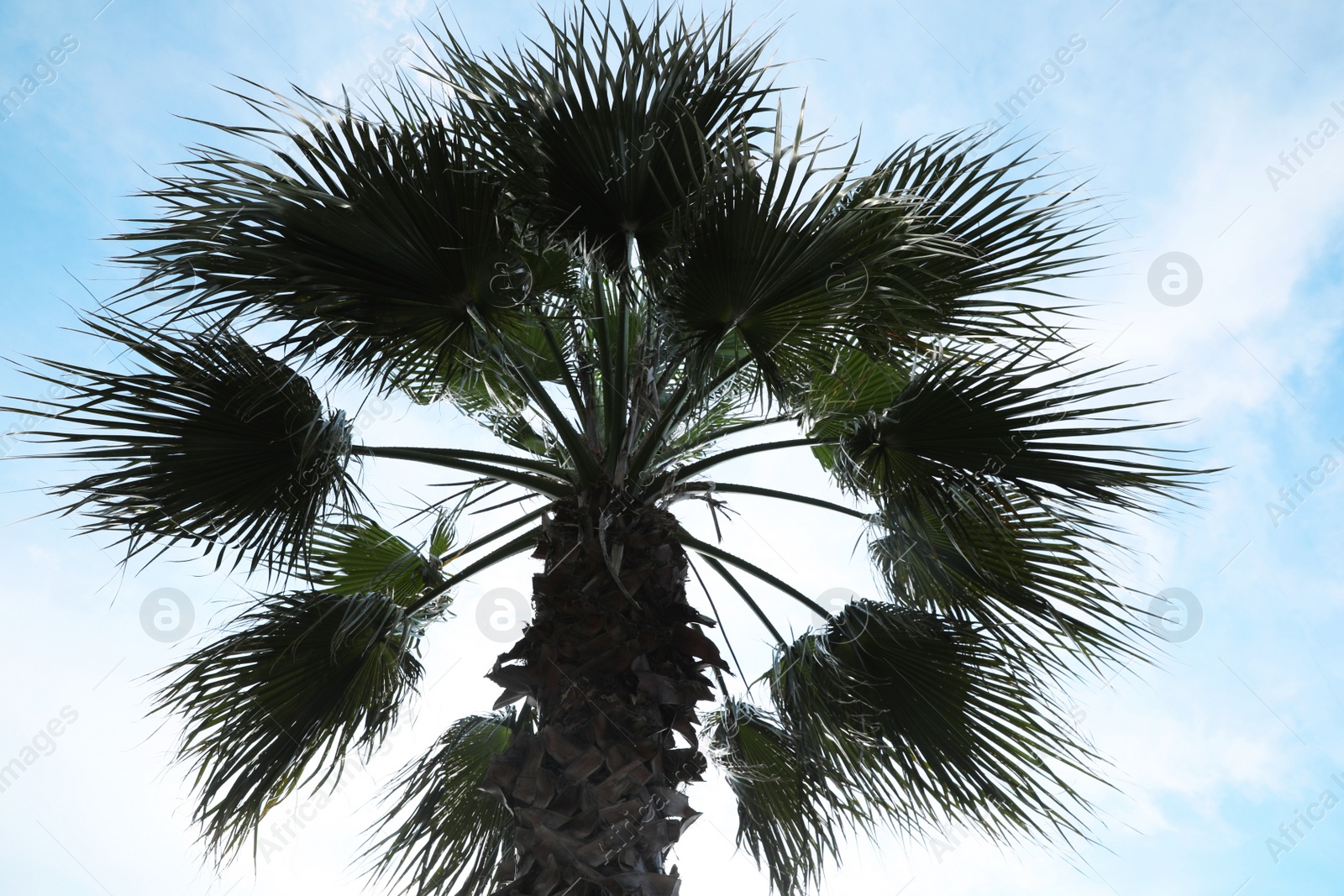 Photo of Beautiful palm with green leaves against blue sky, low angle view. Tropical tree