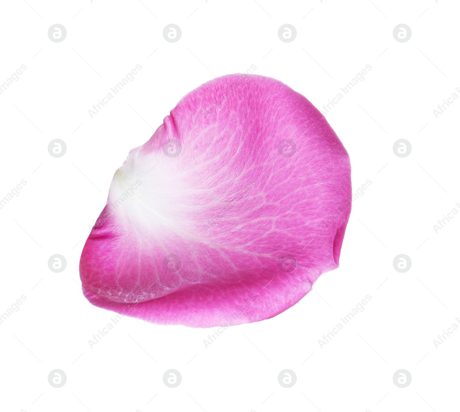 Photo of Pink rose flower petal on white background