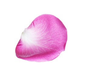 Pink rose flower petal on white background