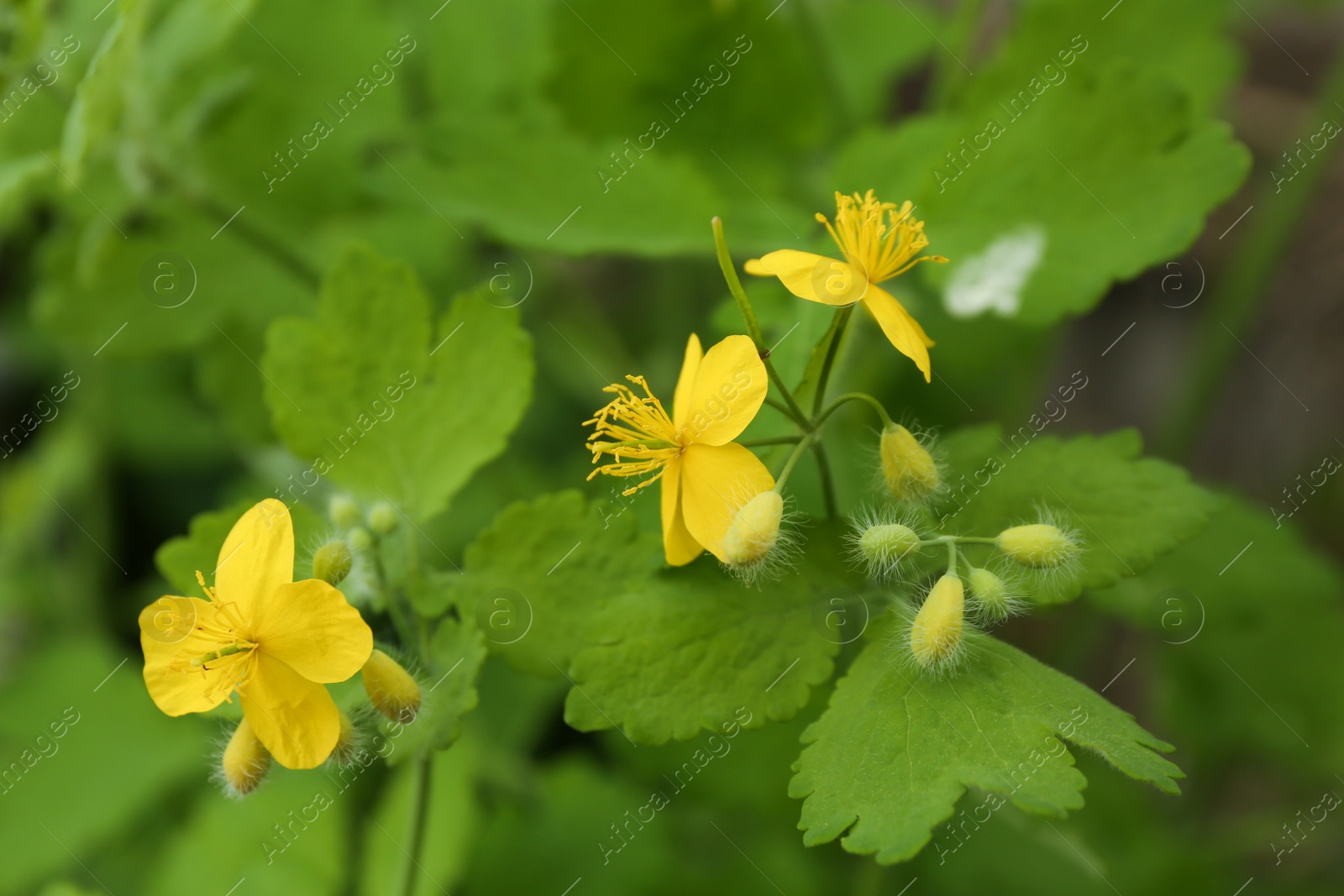 Photo of Celandine with yellow flowers outdoors, closeup view