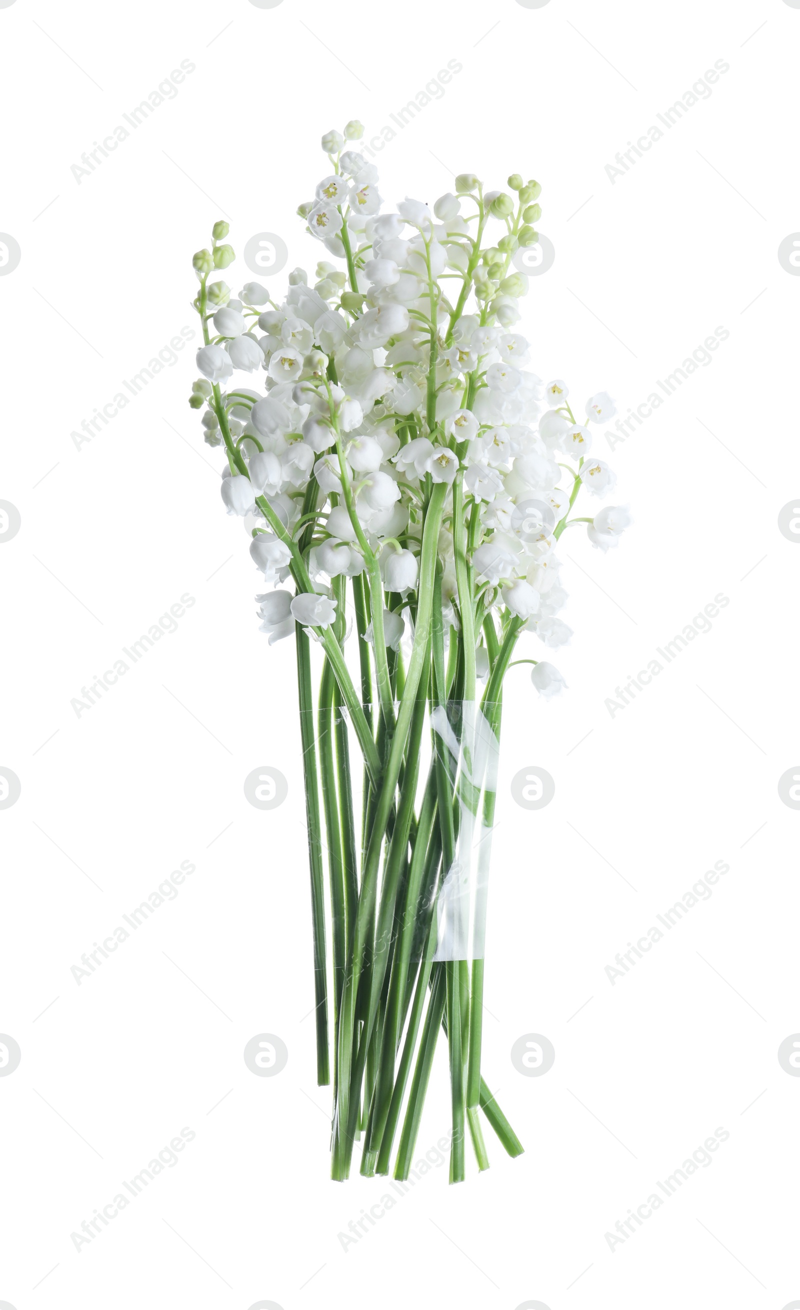 Photo of Beautiful lily of the valley flowers isolated on white