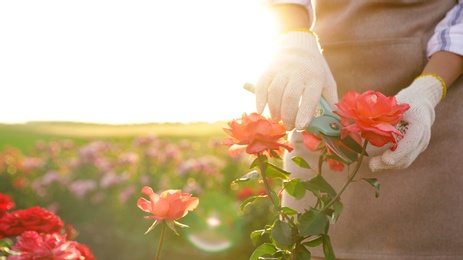 Photo of Woman pruning rose bush outdoors, closeup. Gardening tool