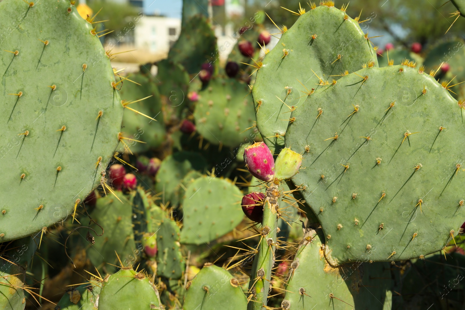 Photo of Beautiful prickly pear cacti growing outdoors on sunny day, closeup