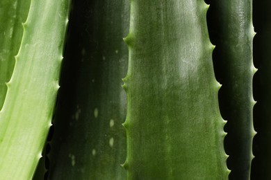 Fresh aloe vera leaves as background, top view