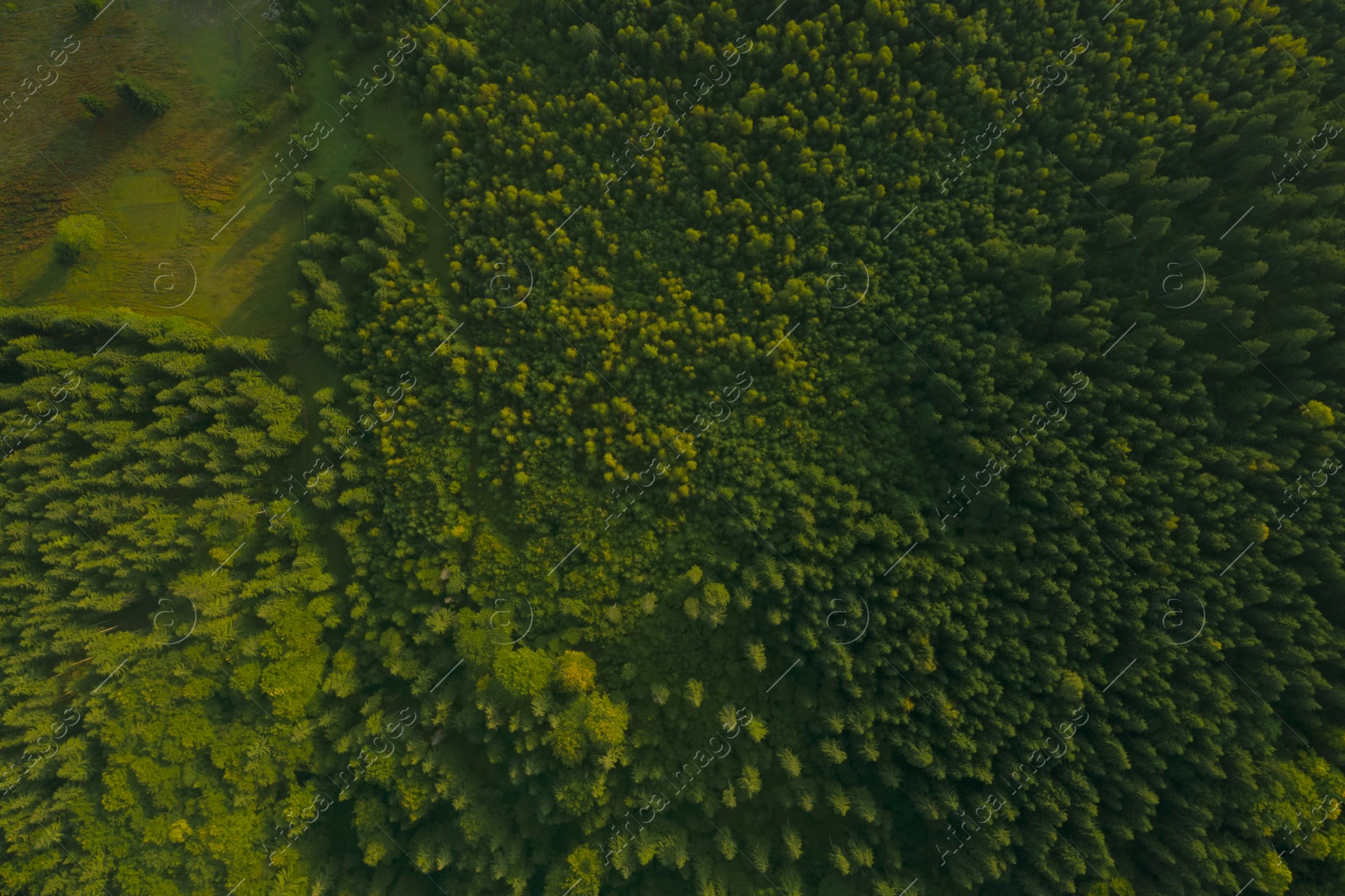 Image of Aerial view of forest with beautiful green trees