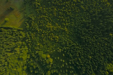 Image of Aerial view of forest with beautiful green trees