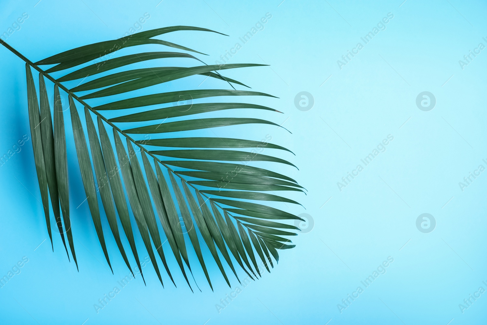Photo of Beautiful lush tropical leaf on light blue background. Space for text