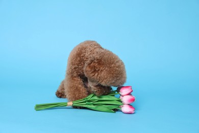 Photo of Cute Maltipoo dog and bouquet of beautiful tulips on light blue background