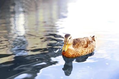 Brown duck swimming in lake on sunny day