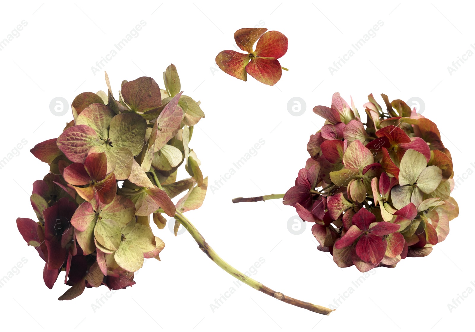 Image of Collage with dry hortensia (hydrangea) on white background