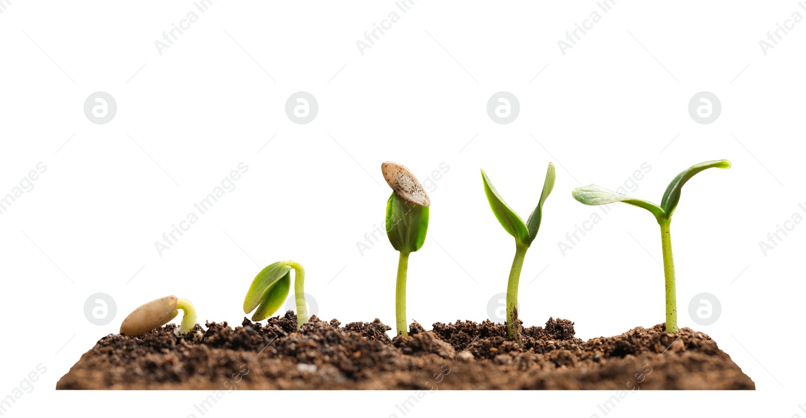 Image of Stages of growing seedling in soil on white background