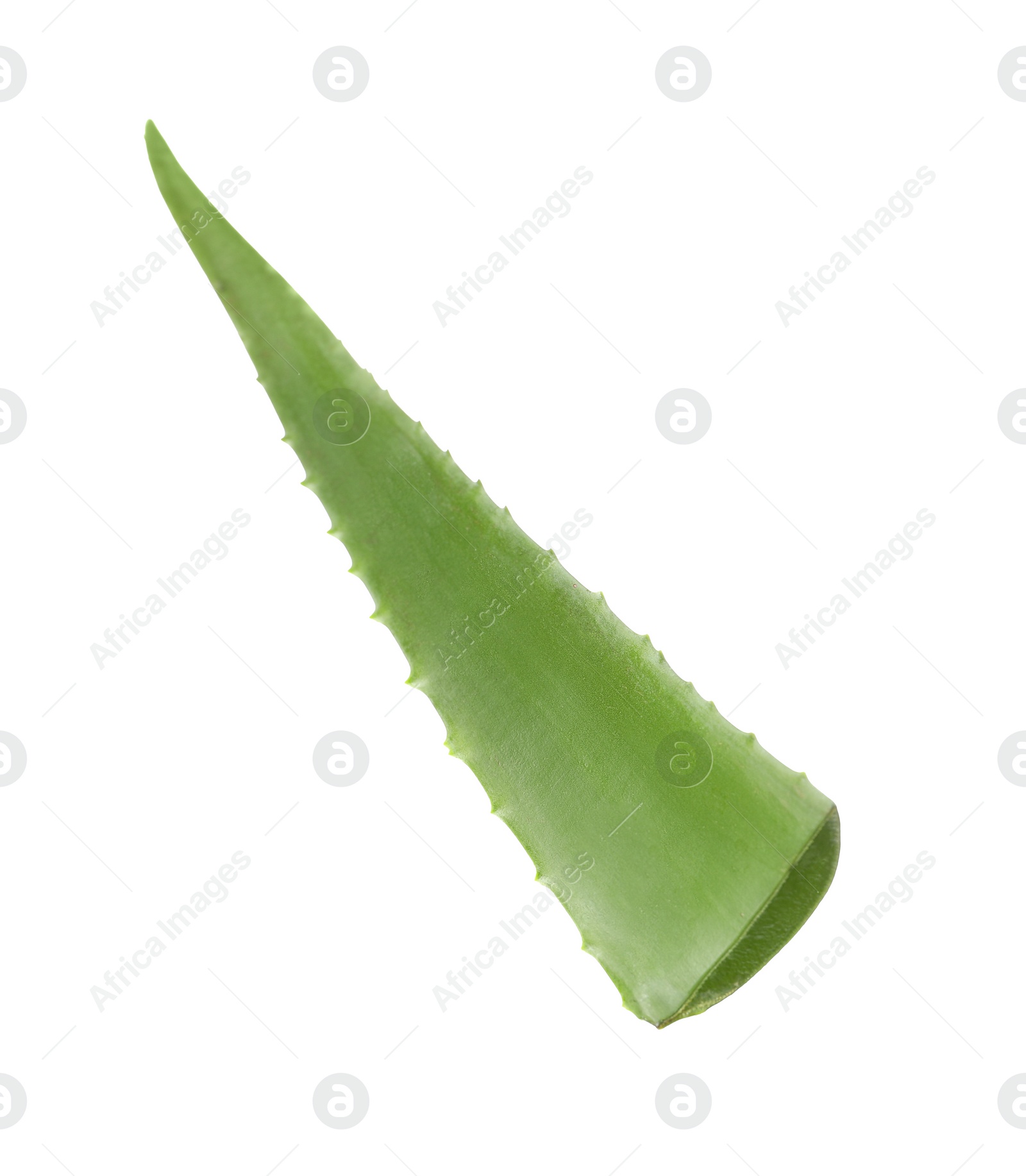 Photo of One aloe vera leaf isolated on white