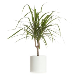 Photo of Pot with Dracaena plant isolated on white. Home decor