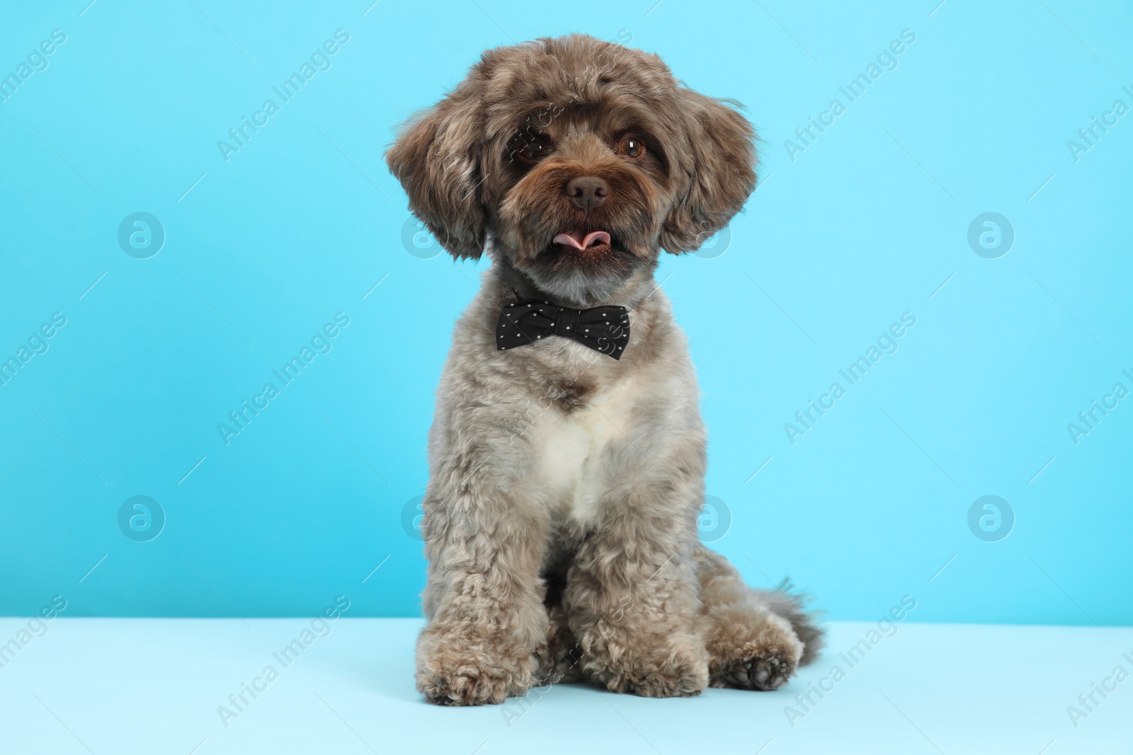 Photo of Cute Maltipoo dog with bow tie on light blue background. Lovely pet