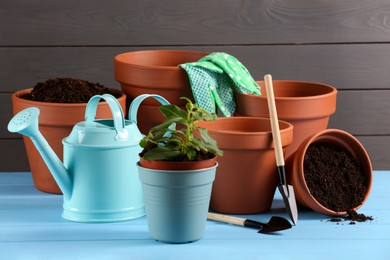 Many terracotta flower pots with soil, plant and gardening tools on light blue wooden table