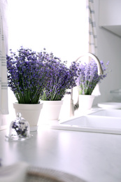 Beautiful lavender flowers on countertop near sink in kitchen