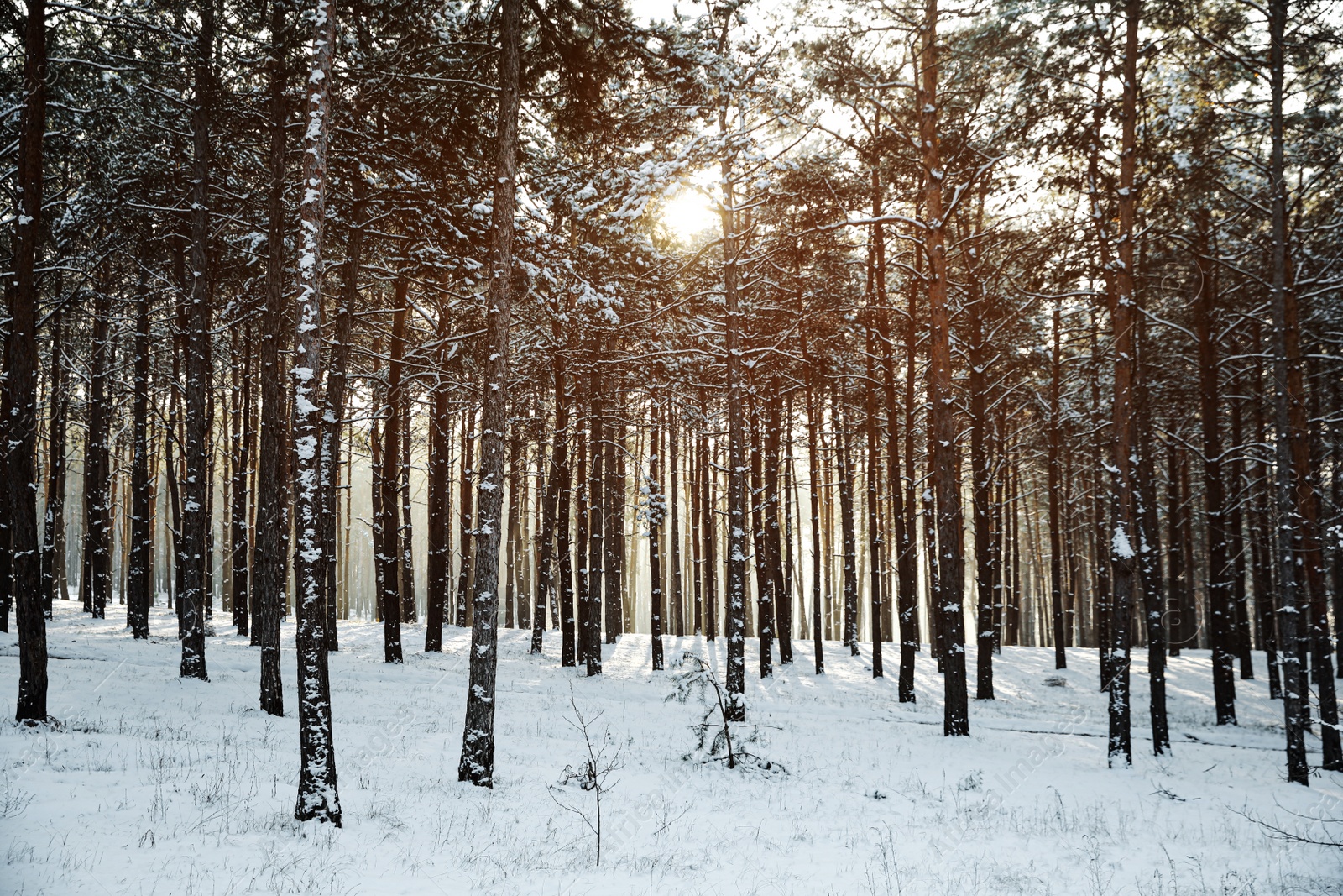 Photo of Beautiful snowy forest on sunny morning in winter